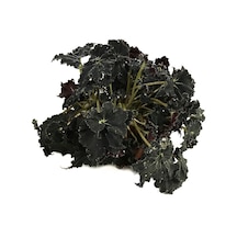 Begonia 'black Mambo' Begonia Çiçeği