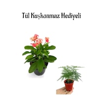 Anneler Gününe Özel Pembe Renk Milli Dikenler Tacı Çiçeği Tül Kuşkonmaz Hediyeli