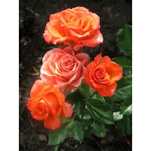 Videolu Yediveren Narçiçeği Renginde Kokulu 30 60 Cm 1 Adet Saksılı Aşılı Gül Salmon Pink Rose