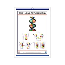 Dna Ve Dna Replikasyonu  Levhası