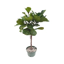 Ficus Lyrata Tijli (26 Cm Saksıda)
