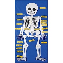 Cırtlı İskelet Pano 47x92 cm