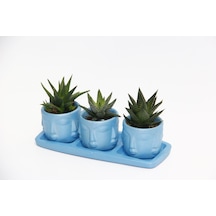 TRİO MAVİ ADLER SUKULENT SETİ - 3 Çeşit Haworthia
