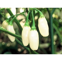 10+ Beyaz Habanero Dünyanın En Acı Biber Tohumu