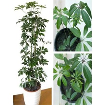 Videolu Tek Dal Tebrik Hediyesi Yeşil Şeflera Çiçeği 50-70 Cm Saksılı Iç Mekan Bitki Schefflera