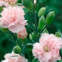 Soft Pembe La France Karanfil Çiçeği Tohumu 25 Tohum