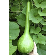 15 Adet Tohum Organik Hobi Bahçe Süs Kabağı Tohumu Balkon Hobi Süs Su Kabak Tohumu Hediye Tohumlu