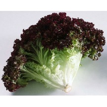 Yerli Kırmızı Kıvırcık Marul Tohumu Akdeniz Yeşilliği 3 GR Ort N11494