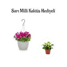 Anneler Gününe Özel Askılı Pembe Petunya Çiçeği Sarı Milli Kaktüs Hediyeli