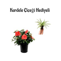 Kadınlar Gününe Özel Kırmızı Japon Gülü Hibiscus Rosa Kurdele Çiçeği
