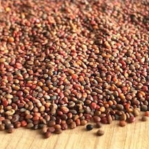 Aktar Store Roka Tohumu 50 Gr