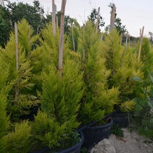 Saksıda Limoni Servi Boy 80-90 Cm