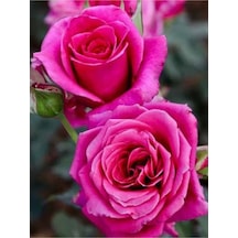 Yediveren Yoğun Kokulu 30 50 Cm 2 Adet Aşılı Gül Rose