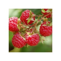 Wilamette Ahududu Frambuaz Fidanı 10-20 Cm