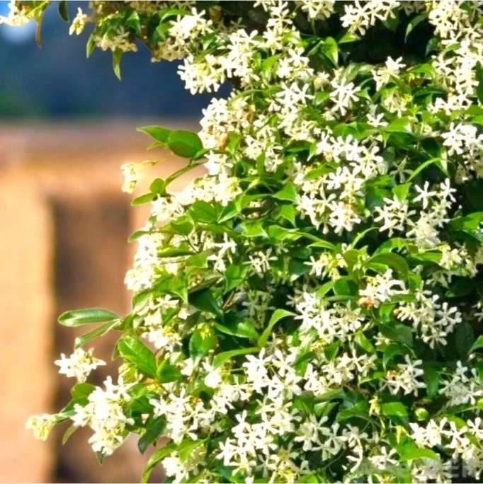 Arap Yasemini Sarmaşığı Fidanı Rhyncospermum Jasminoides 20-30 Cm