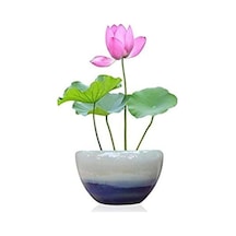 Nadir Ithal Lotus Tohumu 3 Tohum Lotus Çiçeği Tohumu Nilüfer Tohumu Su Zambağı Tohumu Zambak Tohumu