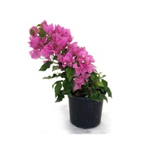 Avantajlı Begonvil Fidanı Pembe 25 Cm Çiçekli Bougainvillea