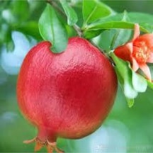 10 Adet Tohum Nar Ağacı Tohumu Kırmızı Nar Ağacı Tohumu Saksı Toprak Sürpriz Hediye Tohumludur..