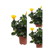 Sarı Japon Gülü Fidanı 3 Adet Saksılı/ Tüplü 50-70 Cm Salon Bitkisi Hibiscus Rose