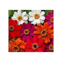 Kirli Hanım Zinnia Tohumu Mini Çiçekli, Karışık Renkli - 5 Adet