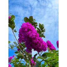 Videolu Mor Renkli Oya Çiçeği Fidanı 40 85 Cm 1 Adet Saksılı Dış Mekan Ağacı Lagerstroemia Indica