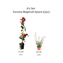 Turuncu Begonvil+ Gaura Çiçeği 2'li Set Dış Mekan Bitkisi Begonvillia