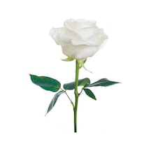 Gül Fidesi ''beyaz'' 10-20 Cm