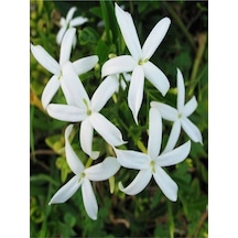 Mis Kokulu Arap Yasemini Fidanı1 Adet 70-150cm Saksılı Arabian Jasmine Seedling