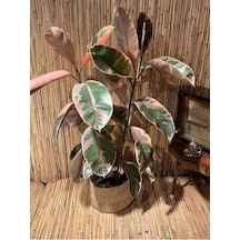 Ficus Elastica Belize Alacalı Kauçuk Bitkisi Tek Gövde 70-80 Cm Boy Özel Kutulu