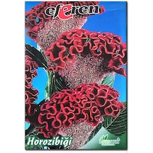 Horoz İbiği Çiçek Tohumu