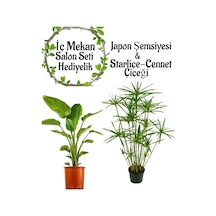 Japon Şemsiyesi 40-60 Cm 1 Adet Saksılı+starliçe Çiçeği 50-60cm 1 Adet Saksılı