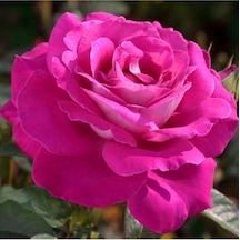 Yediveren Gül Fidanı 20-60cm Saksılı/tüplü 1 Adet Aşılı Gül Pink Rose