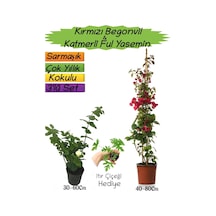 Kırmızı Renk Begonvil+katmerli Ful Yasemin+ıtır Çiçeği Hediyeli 3'lü Peyzaj Seti
