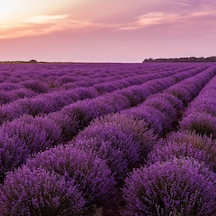 Lavandula Angustifolia Lavanta Çiçeği Tohumu 100 Adet N117487