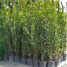 Tüplü 25-30 Cm Defne Ağacı Laurus Nobilis Fidanı Diğer