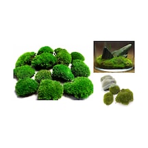 KAYA YOSUNU MOSS 2000 cm²  - TERARYUM ZEMİNİ CANLI YOSUN