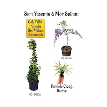 Sarı Yasemin Çiçeği+mor Salkım Ağacı Fidanı+ Kurdele Çiçeği Peyzaj Seti