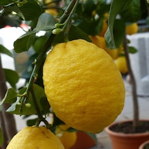 Tüplü Aşılı   Zagara Bianca Limon Fidanı