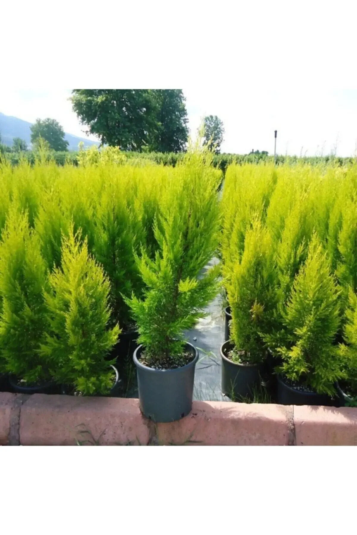 Limon Servi Fidanı 40-60 Cm