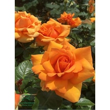 Canlı Turuncu Renk Bahçe Gülü Yediveren 30-40cm Rose