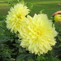 İri Çiçekli Sarı Renkte Kelvin Floodlight Dahlia Yıldız Çiçeği Yumrusu 1 Adet