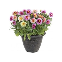 Karışık Dahlia Tohumu Ekim Seti 5 Tohum + Saksı + Toprak