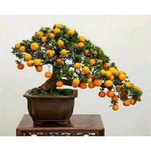 5 Adet Tohum Organik Bahçe Şeker Pare Kayısı Bonsai Ağaç Tohumu Saksılık Saksı Toprak Hediye..