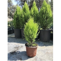Limon Kokulu Çam Ağacı 30-40 Cm Limoni Servi Cupressus Diğer