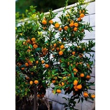 Satsuma Mandalina Fidanı 5 Adet - 3 Yaş Tüplü Fidan