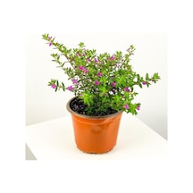 Kufeya Cennet Çiçeği Fidanı Pembe Cuphea Hyssopifolia 15-25 Cm