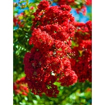 Favori Ürün Kırmızı Renkli Oya Çiçeği Fidanı 30 80 Cm 1 Adet Dış Mekan Ağaç Lagerstroemia Indica