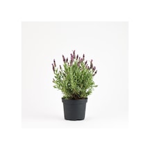 Thebestonline Lavanta Fidanı Lavandula Officinalis