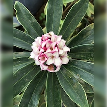 Kafkas Gülü Daphne Kokulu 15 -25 Cm