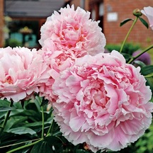 Pembe Peonies Festiva Şakayık Çiçeği Yumrusu 1 Adet